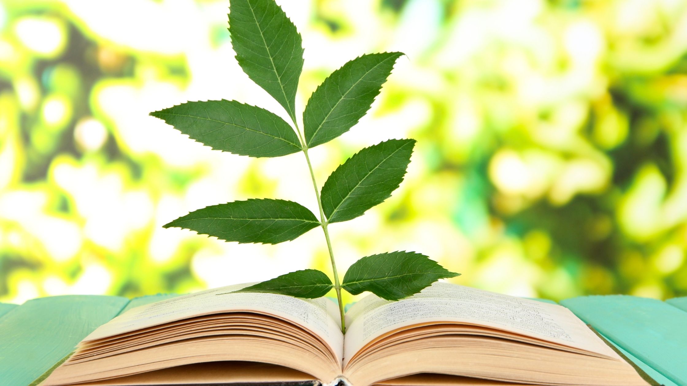 plant stem with leaves standing on an open botany book 