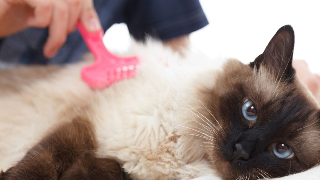 Pre Labor Signs in Cats to Know to Care of Your Cat Effectively