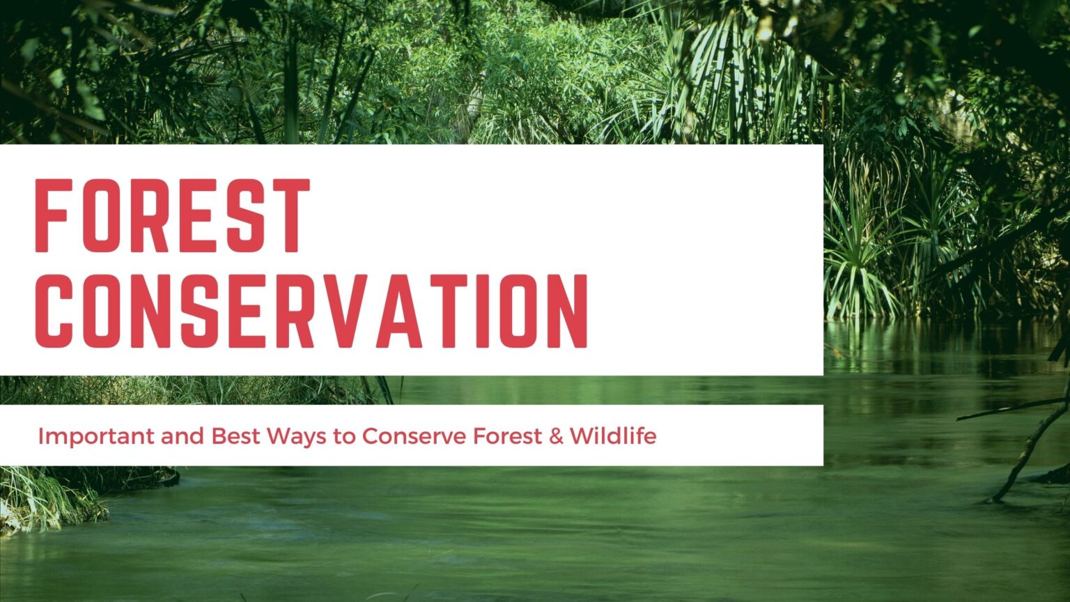 Forest Conservation & Wildlife Protection - Best Ways to Do It