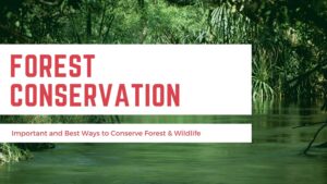 importance of conservation of forest and wildlife