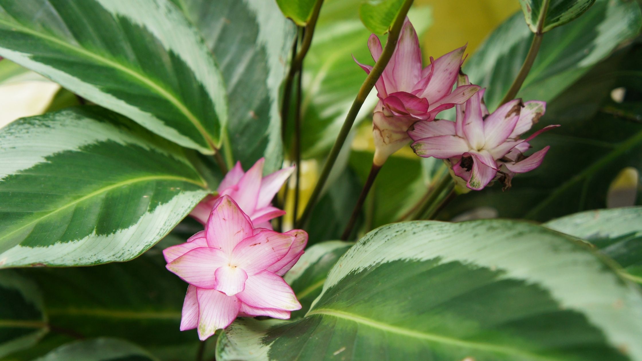 Calathea Bicajoux 'Cobra Pink' plant 