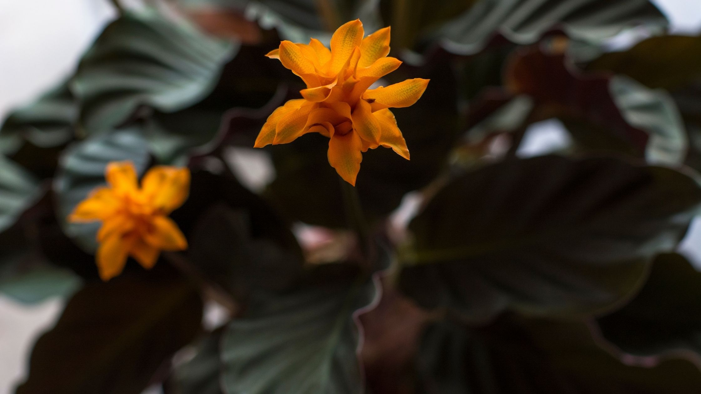 Calathea Crocata with its exotic yellow flowers 