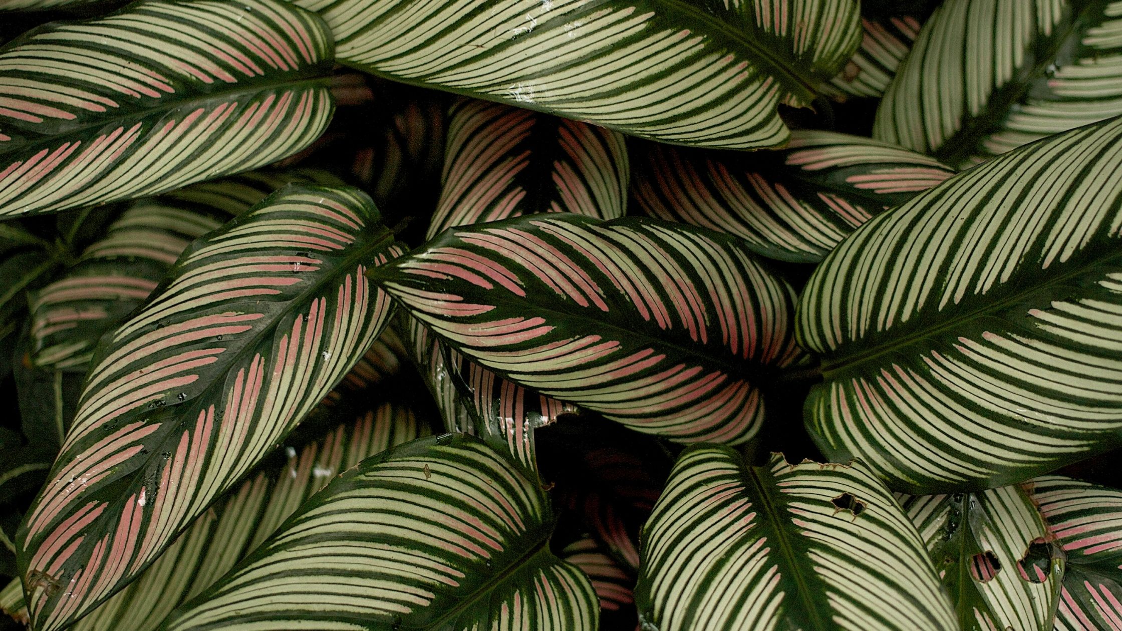 Fucata Plant leaves 