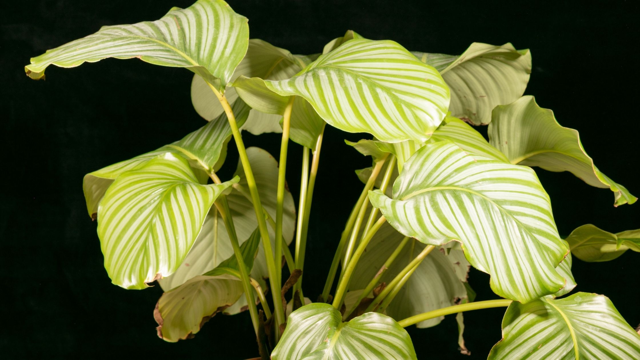 Calathea Loeseneri plant 