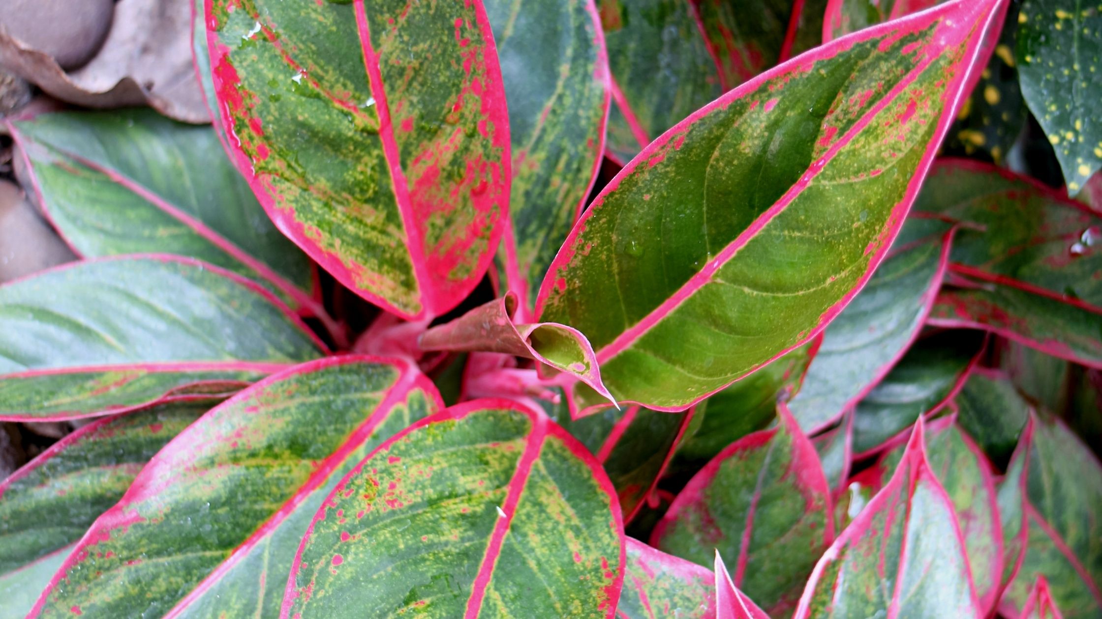  'Pink Aurora' leaves with scattered Pink color 