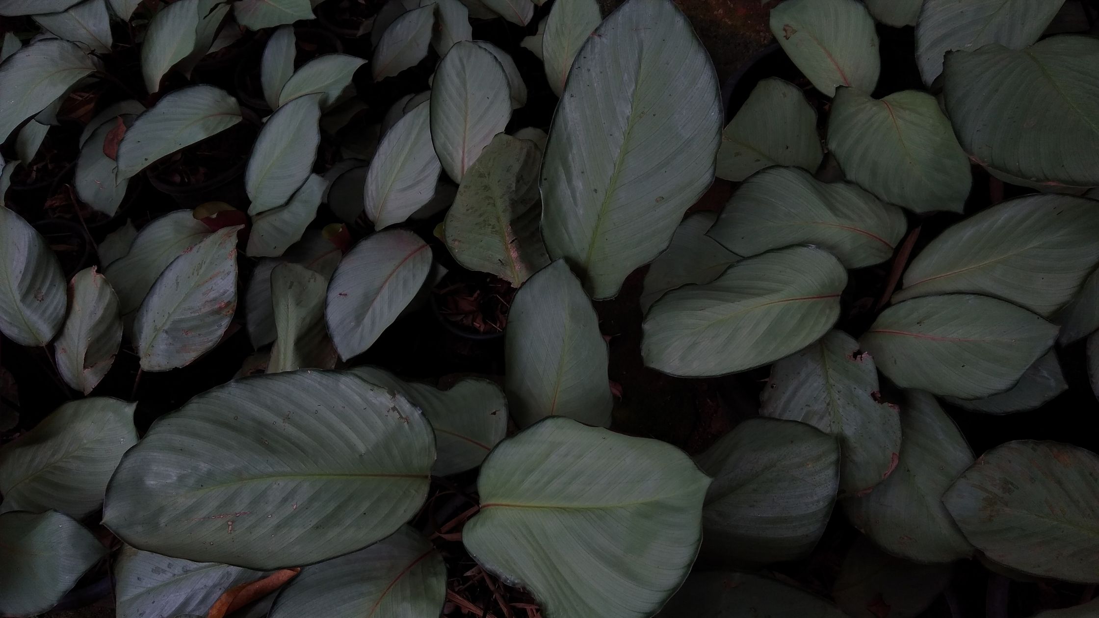 'Silver Plate' leaves 