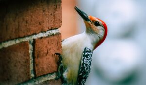 A woodpecker sitting on a wall edge