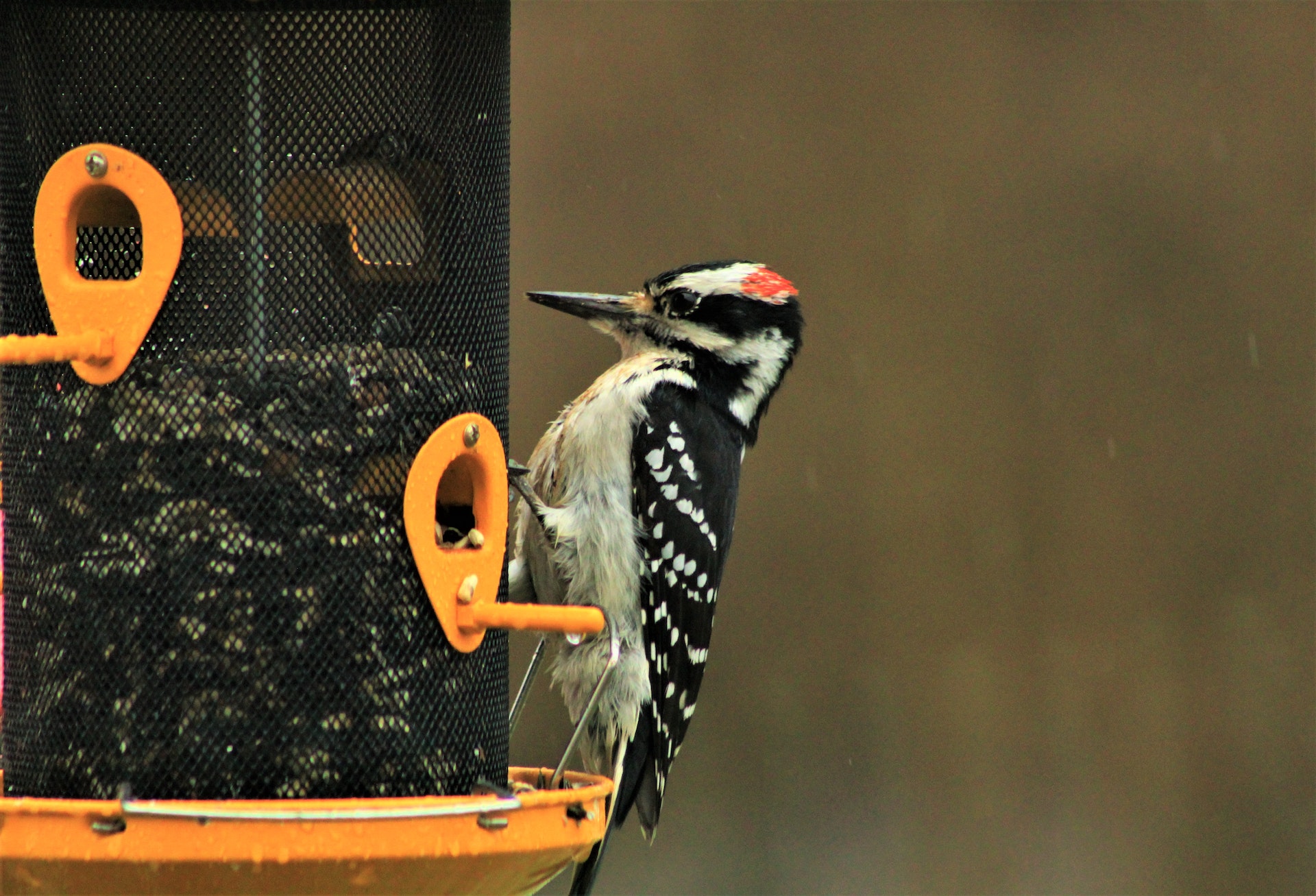 A white and black feather woodpecker on a bird feeder