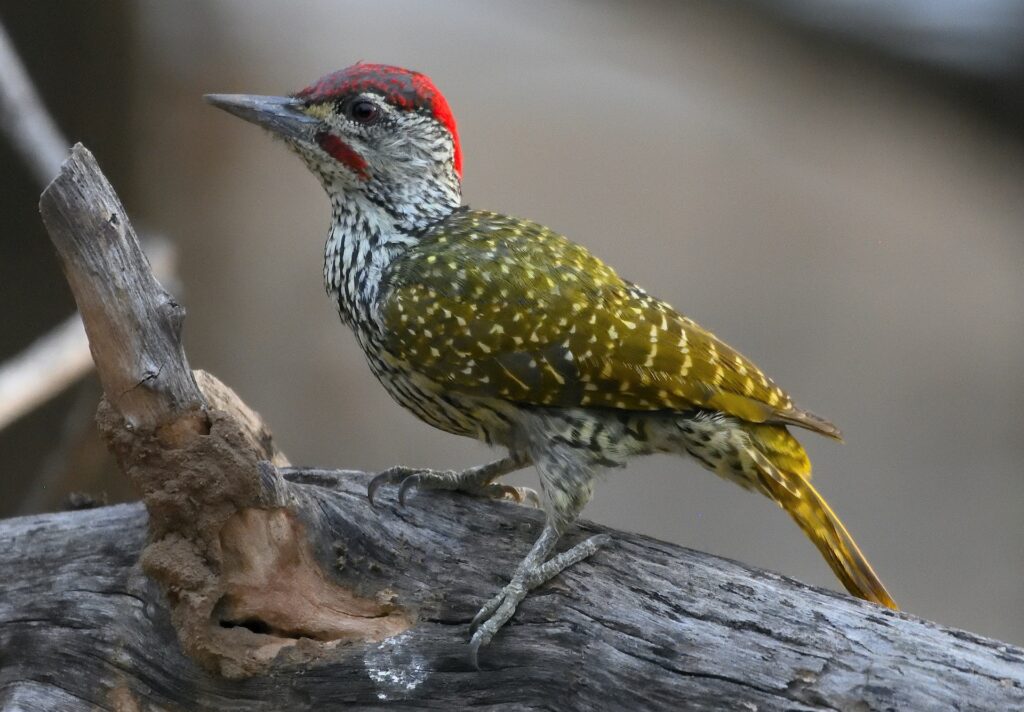 How to Get Rid of Woodpeckers on your House Property?