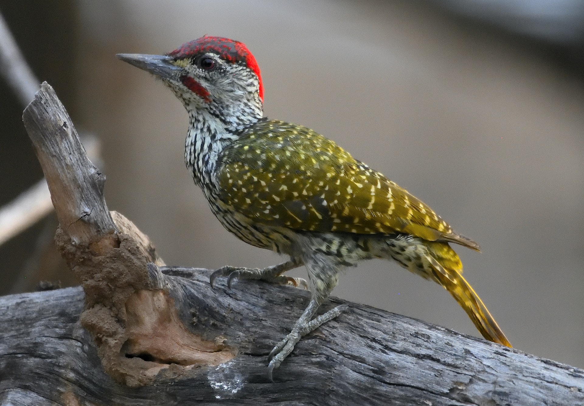 A colorful woodpecker sitting on a tree trunk