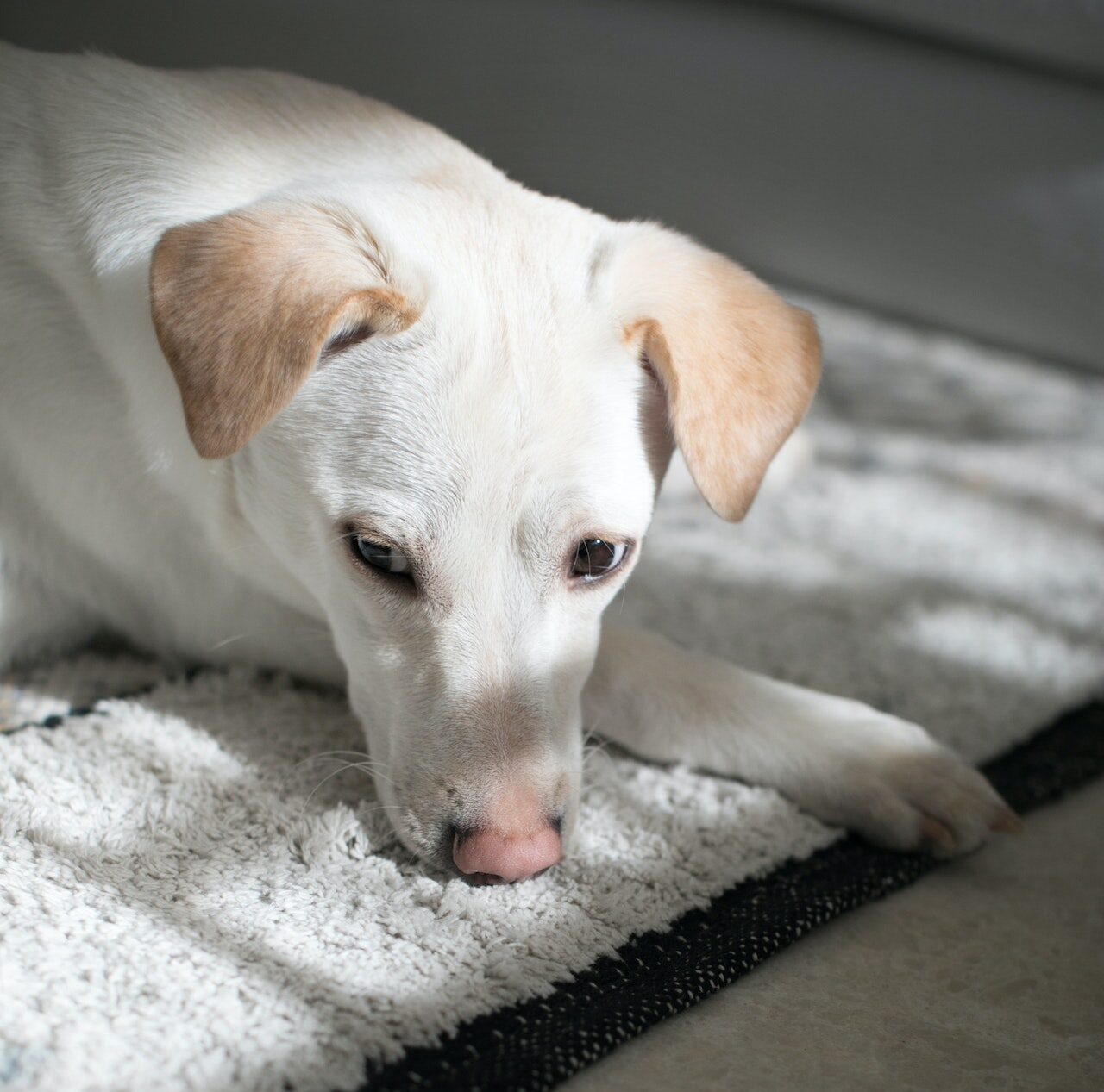 Cute Labrador Dog Lying on the Carpet