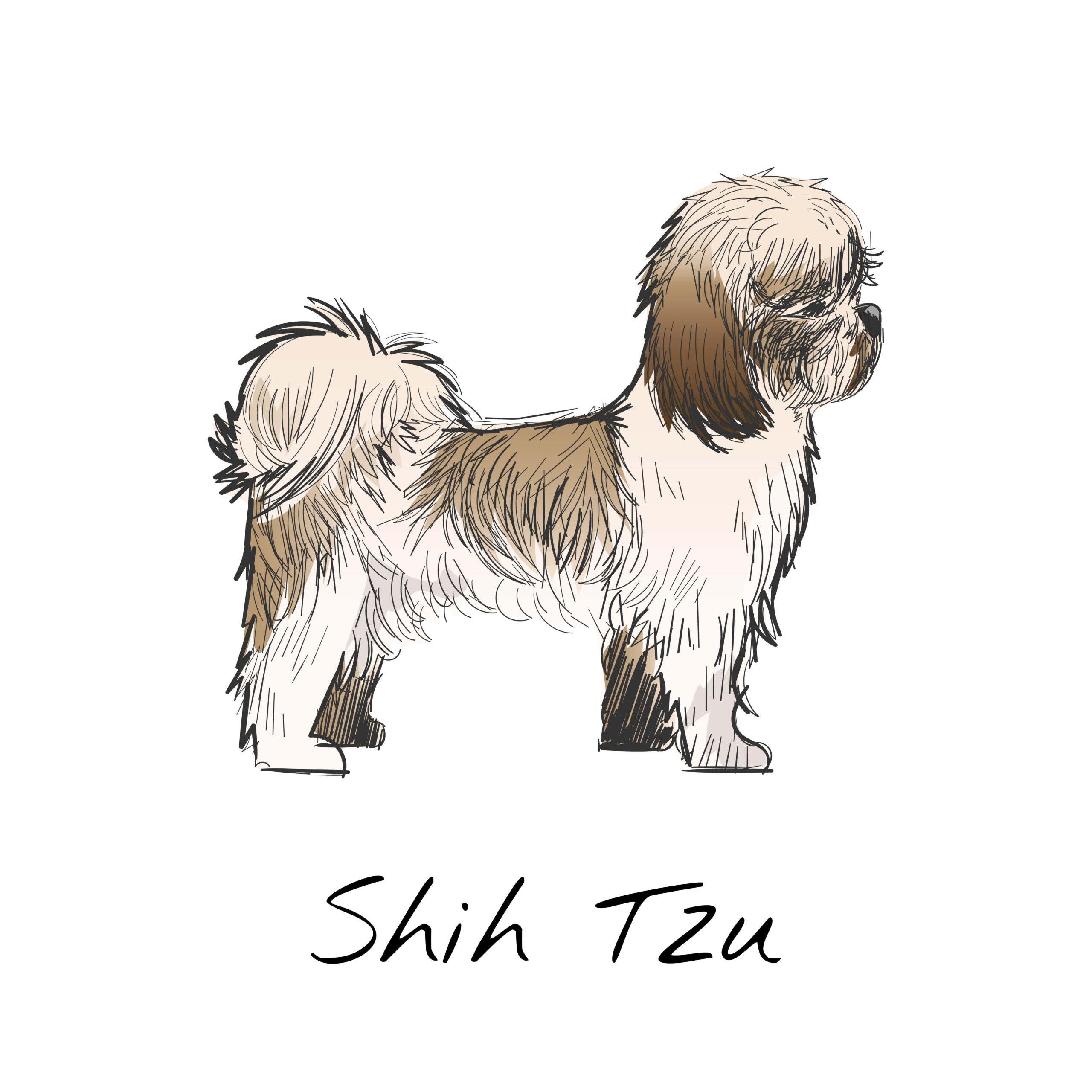 Shih Tzu Puppy