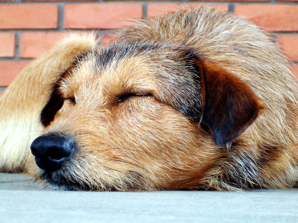 Dog sleeping 