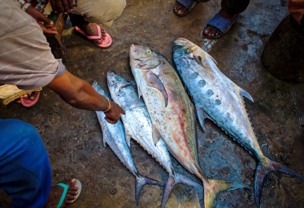 what-is-the-marathi-name-of-tuna-fish