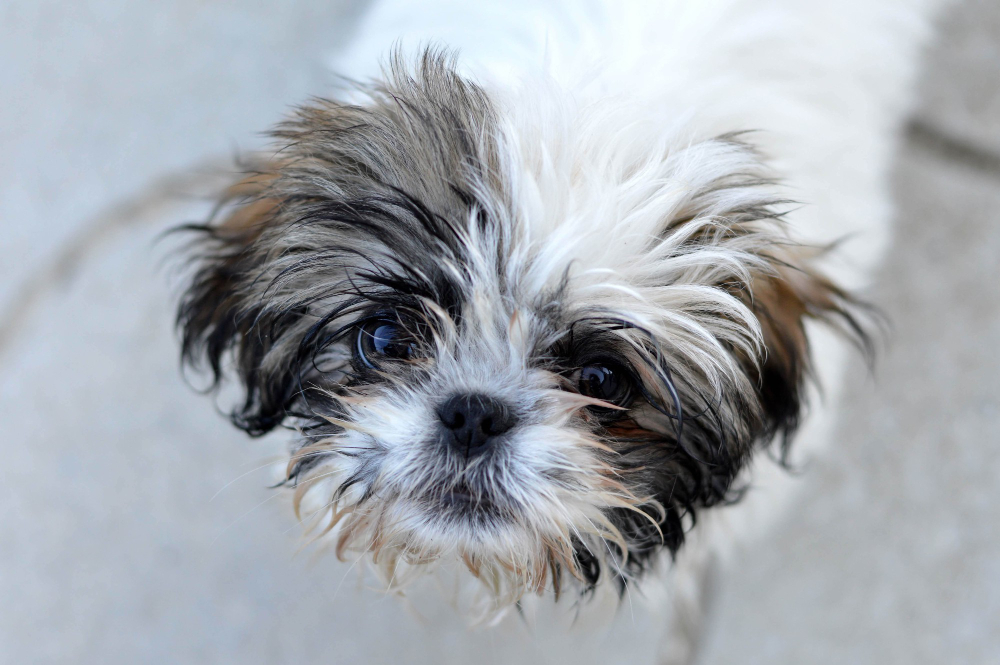 Adorable Colored Shih Tzu Puppy