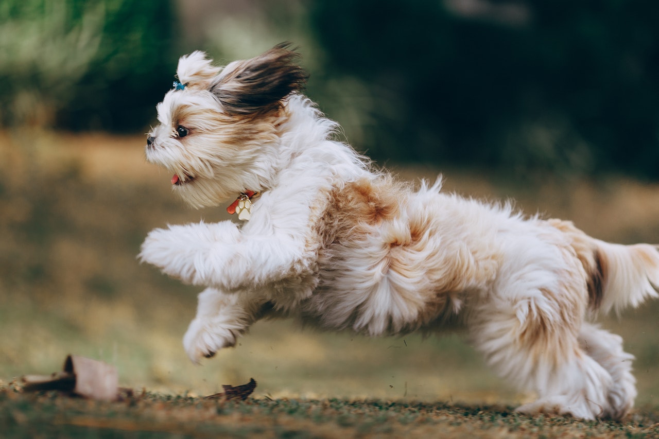 Panning shot of a Running Shih Tzu Puppy