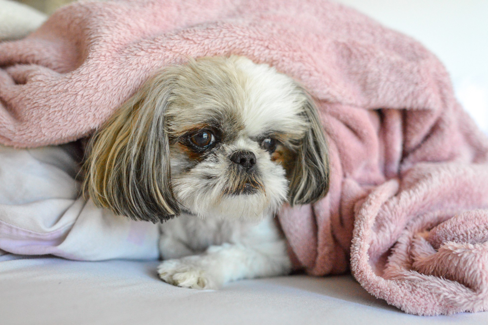 Shih Tzu Puppy lying in a Blanket