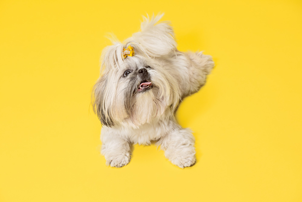 Shih Tzu Puppy with Orange Bow on its Head