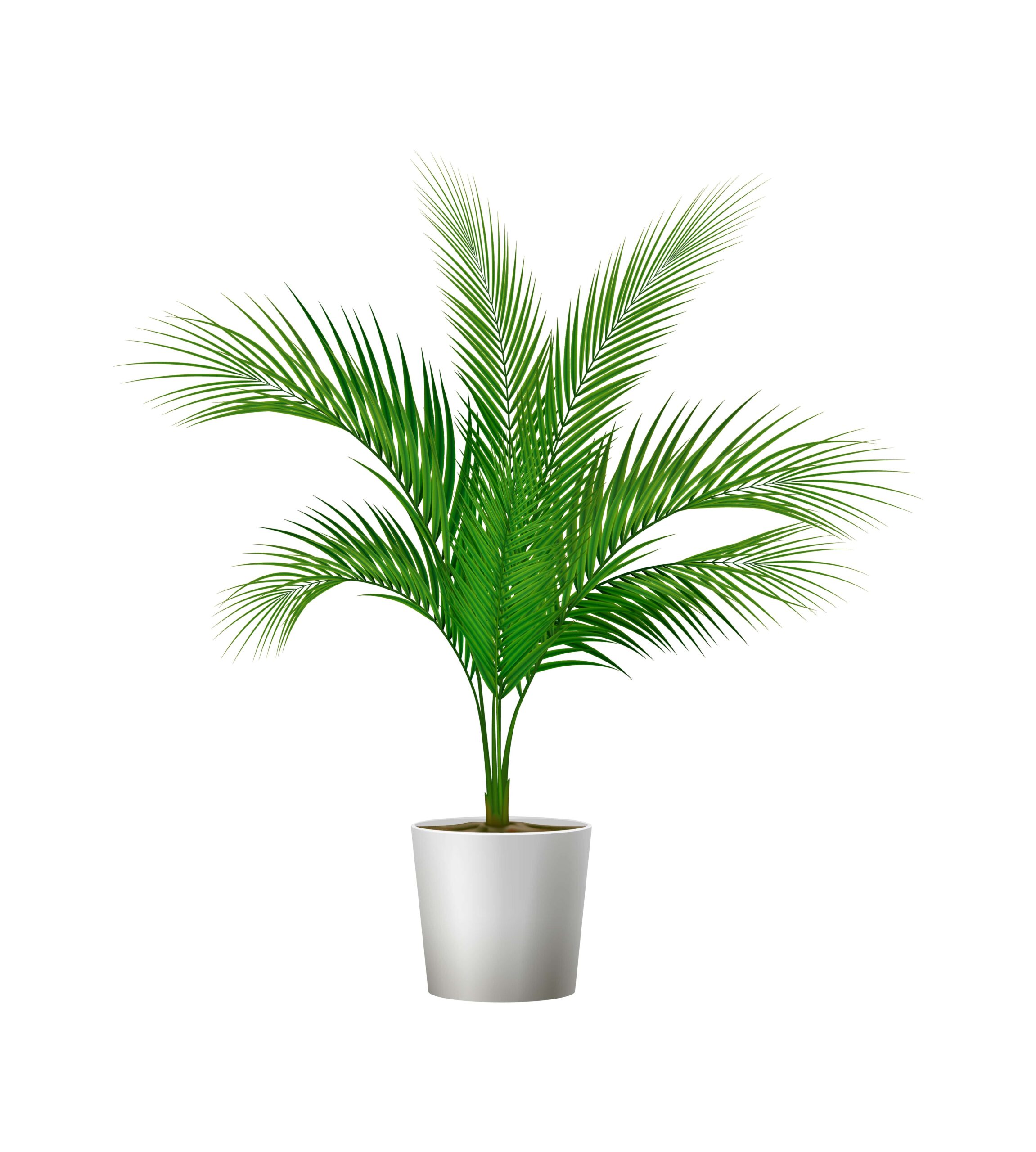 Areca Palm Indoor Plant