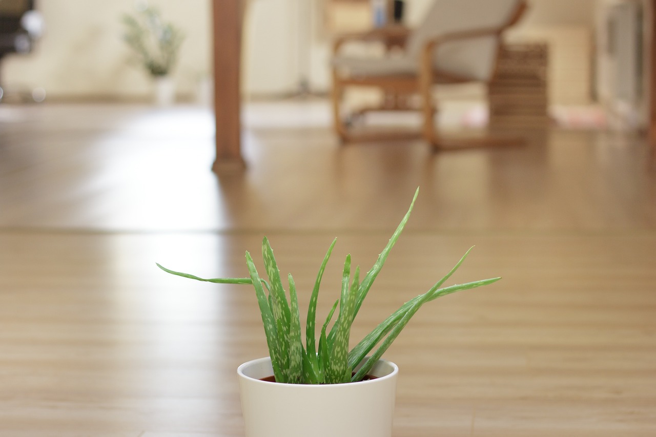 Aloe Vera Plant Pot 