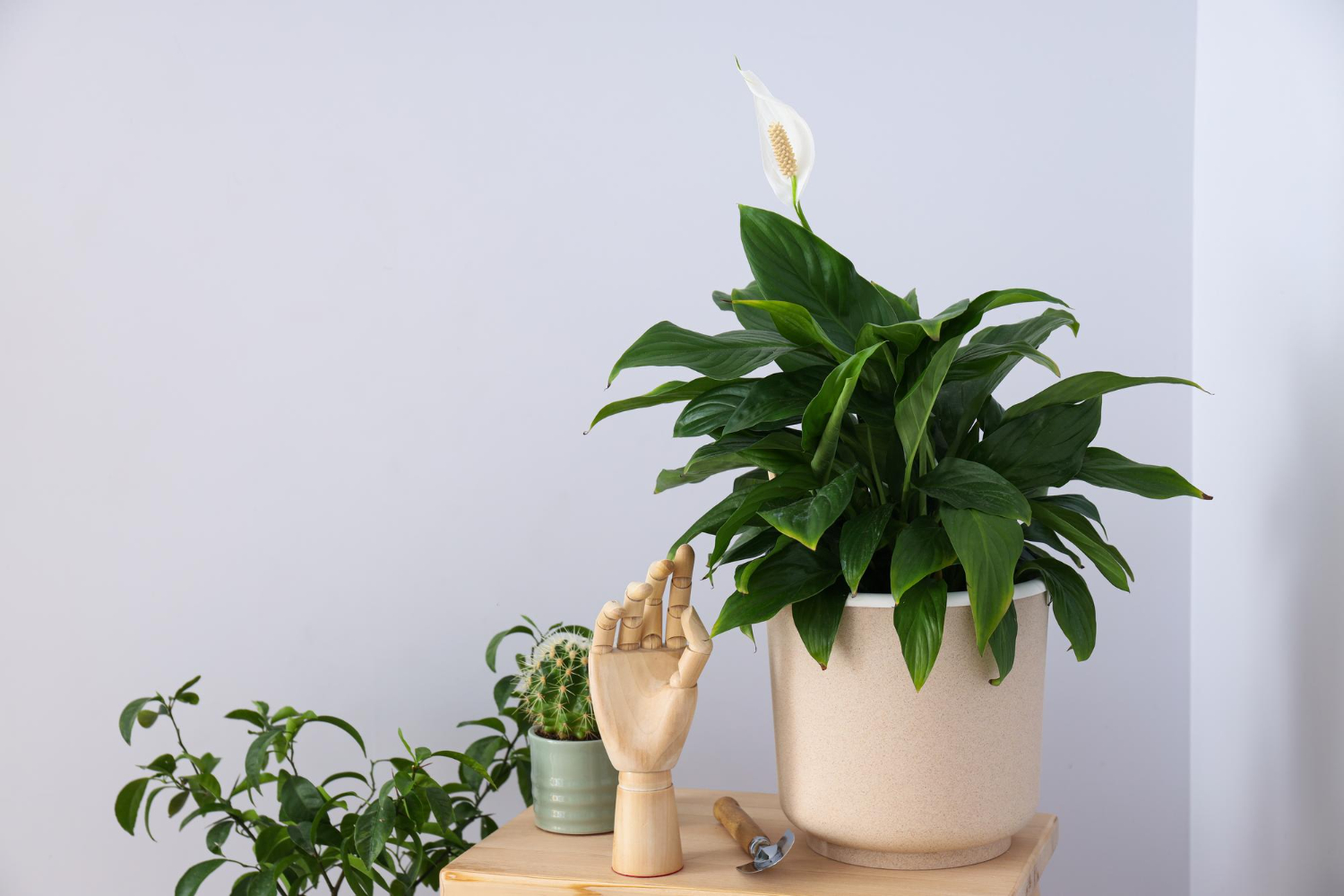 Peace Lily Plant at Home 