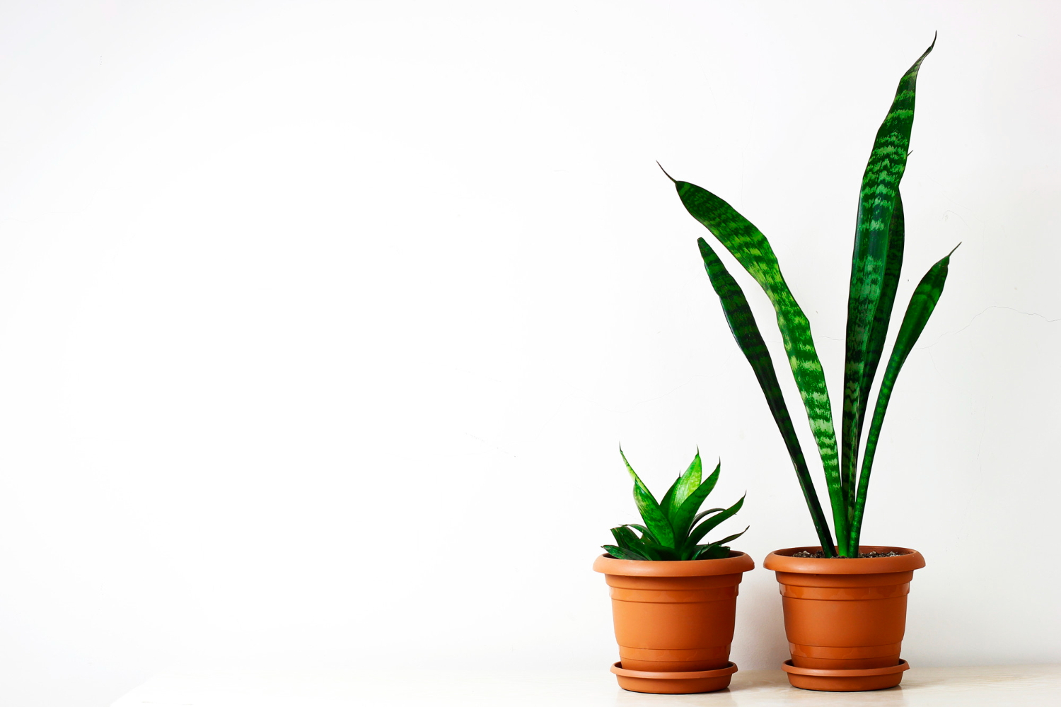 Snake Plants in Clay Pot