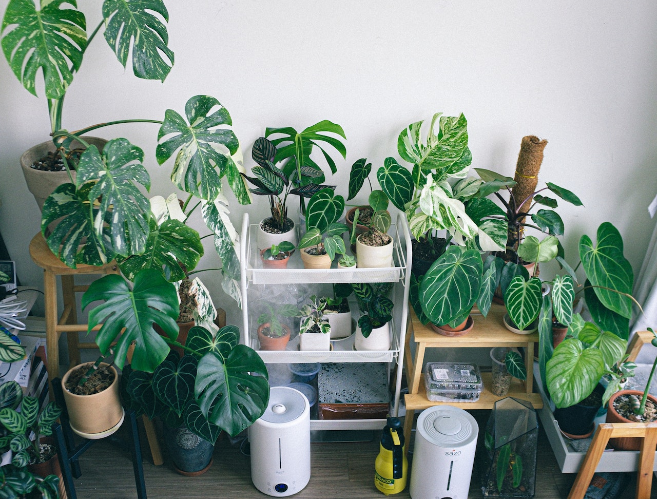Indoor Plants at home