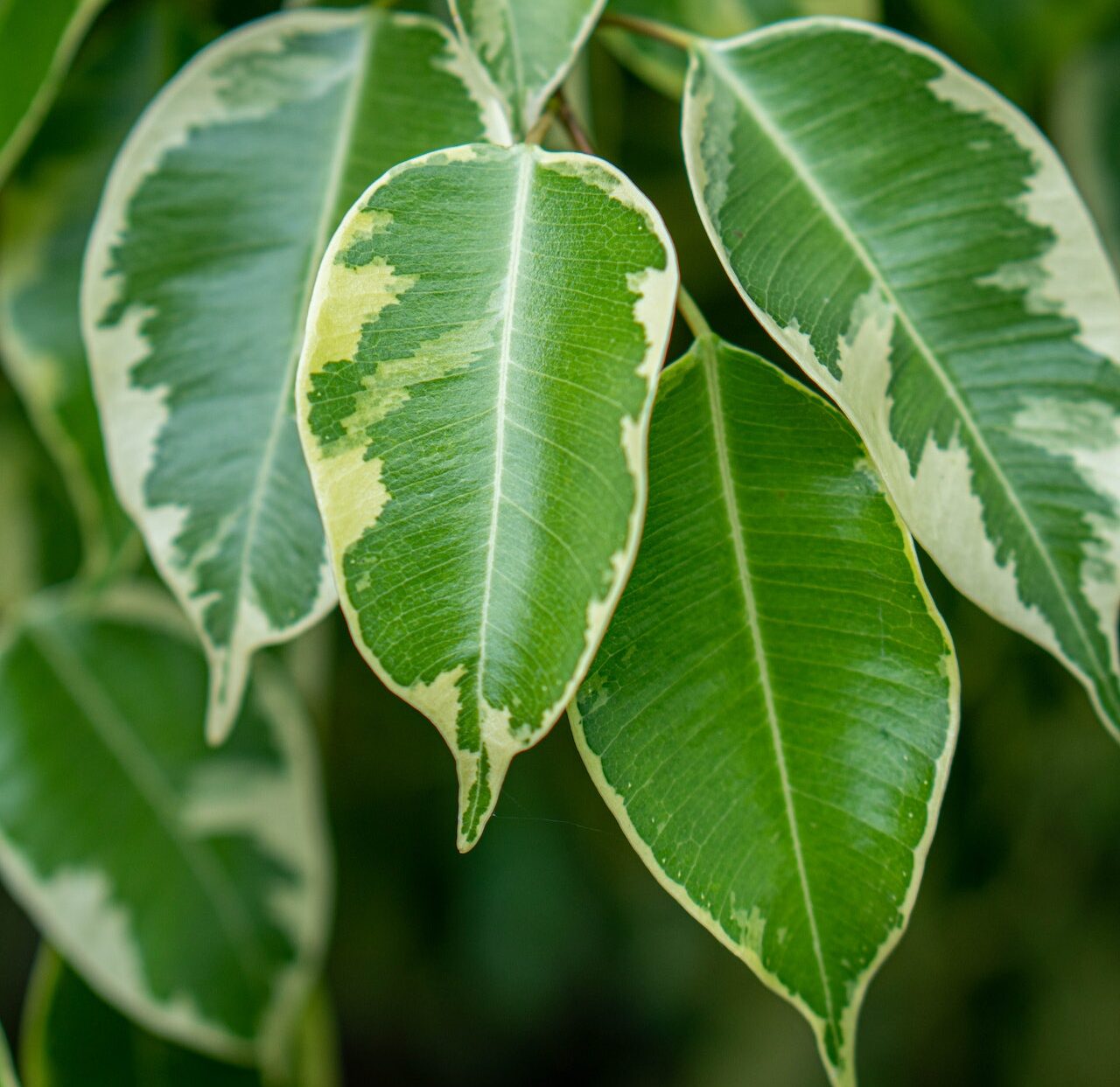 Weeping Fig plant leaves
