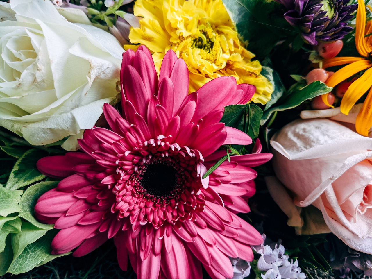 gerbera daisy plant