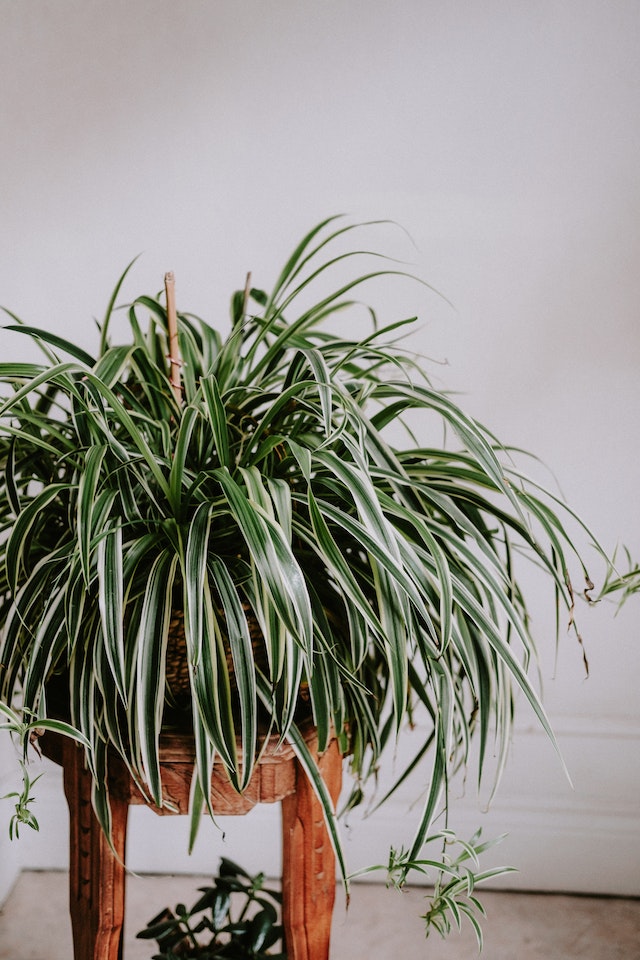 Spider Indoor Plant in a pot