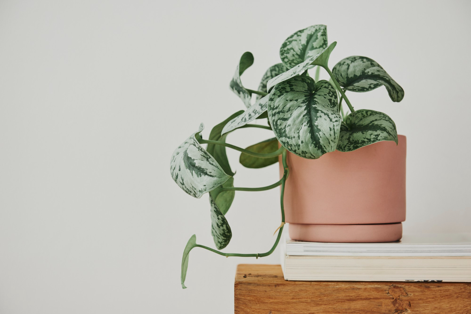 Pothos Plant Pot 