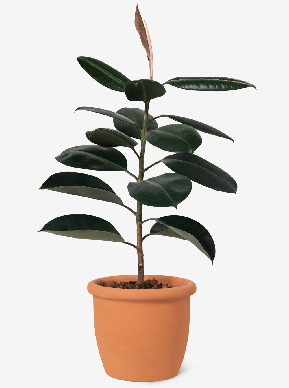 Rubber Plant in Pot
