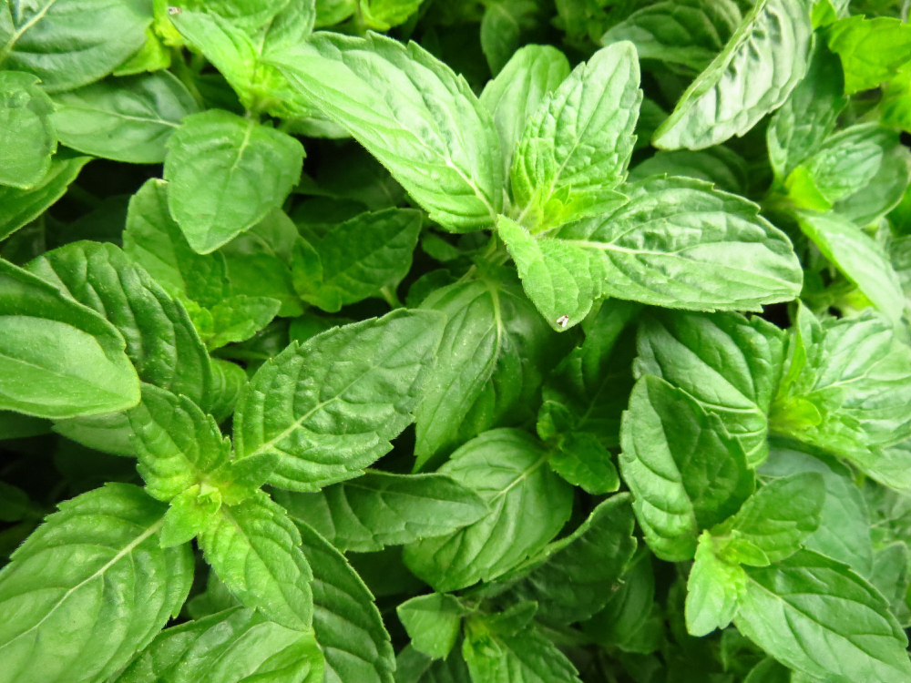 Basil leaves