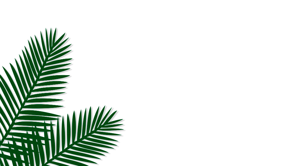 Parlour Palm Leaves