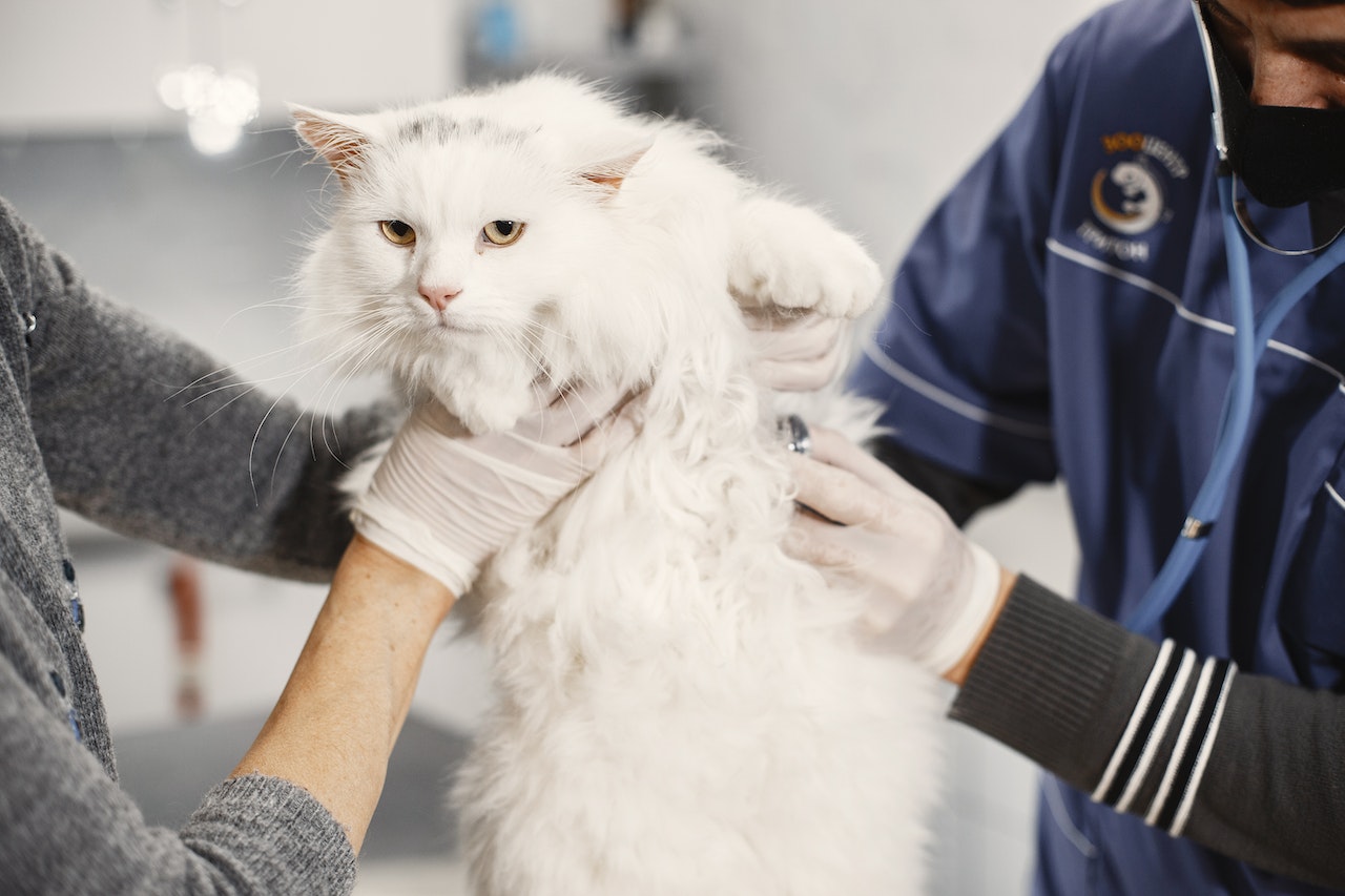 Veterinarian checking cat for not eating food