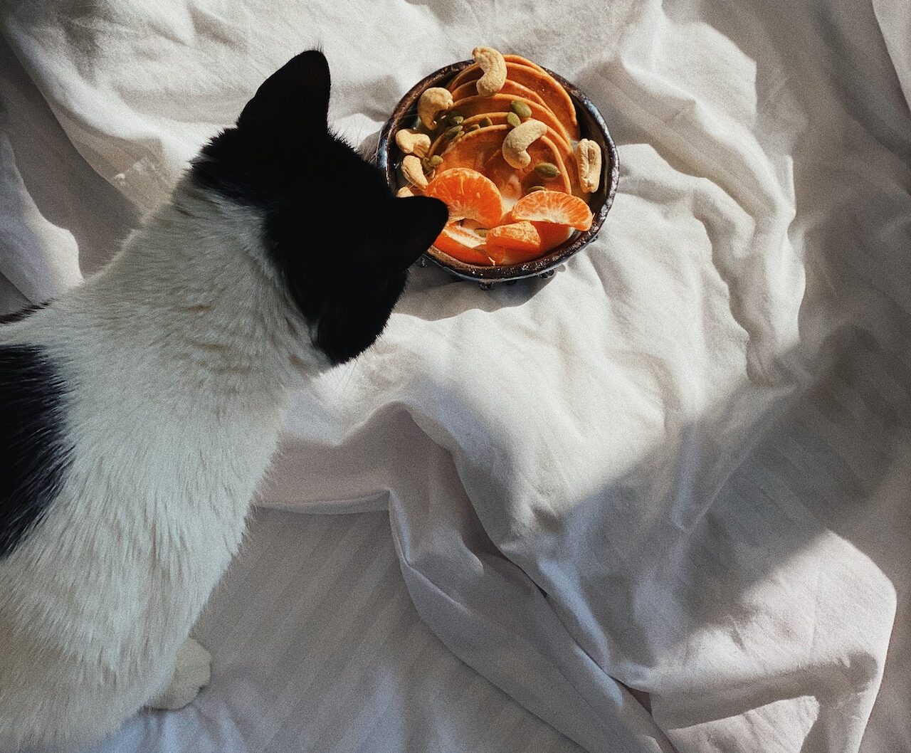 cat looking at food bowl 