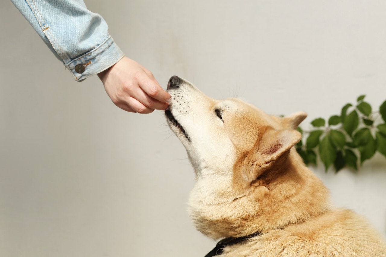 Pet Owner Feeding his Dog with Hand