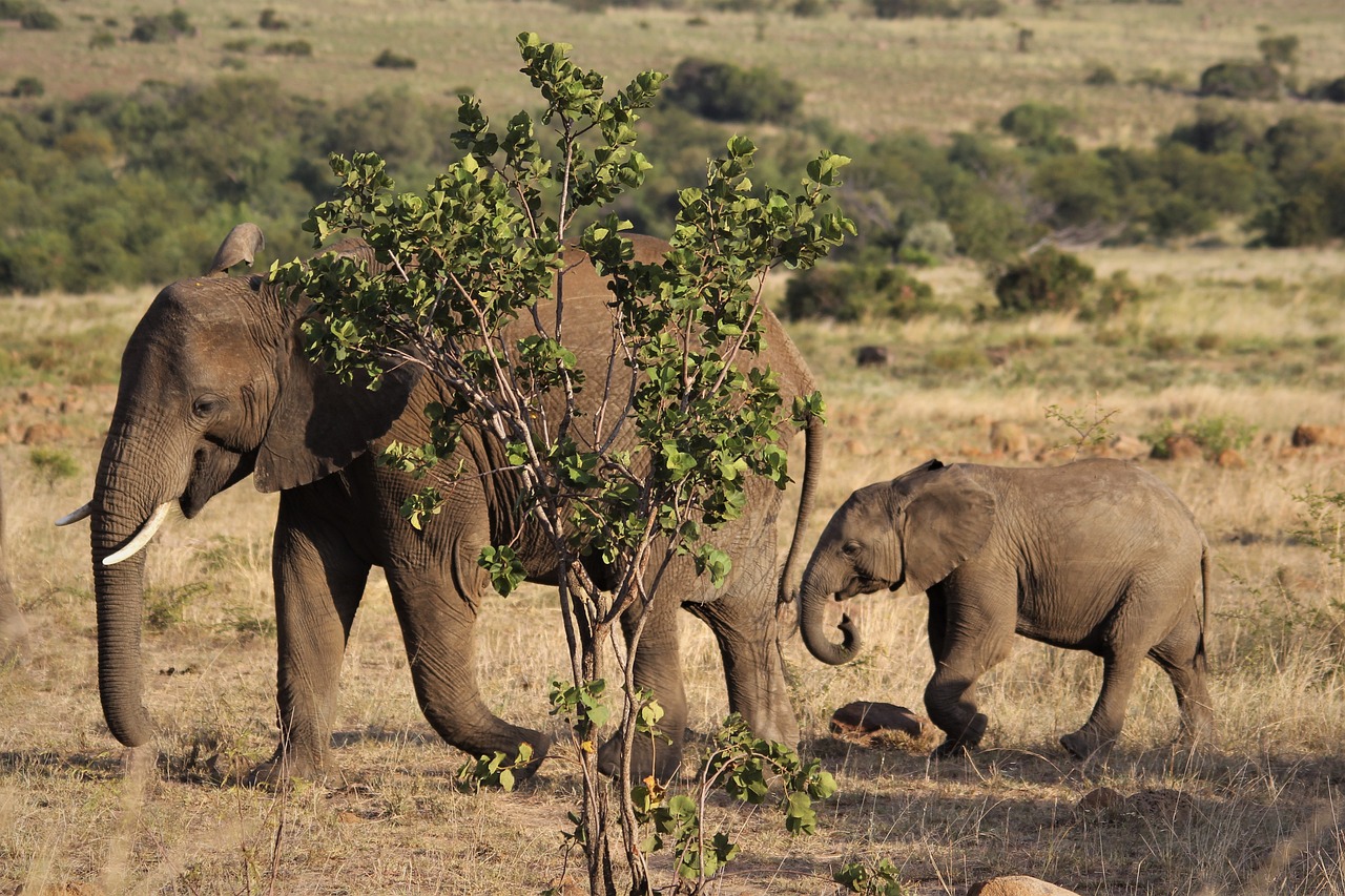 African Elephant Mother  with her Cub