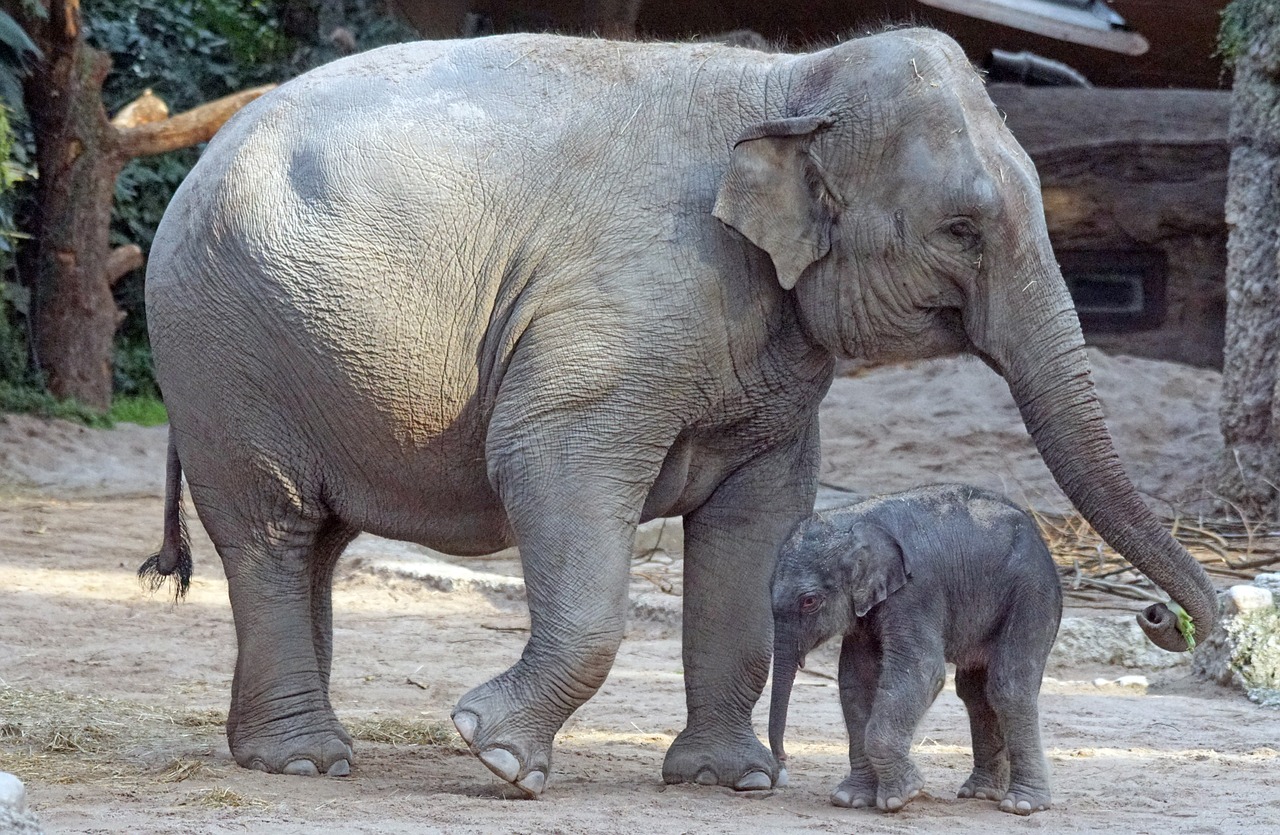 Asian Elephant with his cub