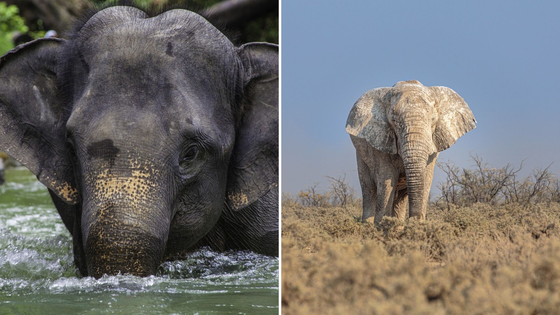 Asian elephant and African elephant